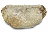 Fossil Hadrosaur Phalanx (Toe Bone) - Montana #288081-2